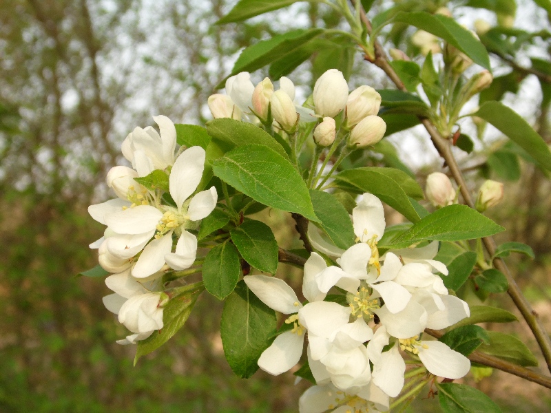 5 da id - cfr. Malus sylvatica